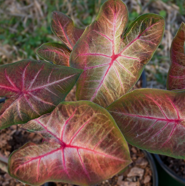 Caladium Berries N Burgundy