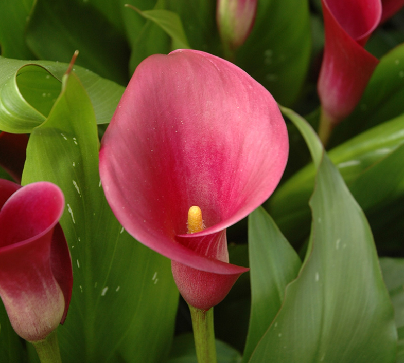 Calla Sumatra
