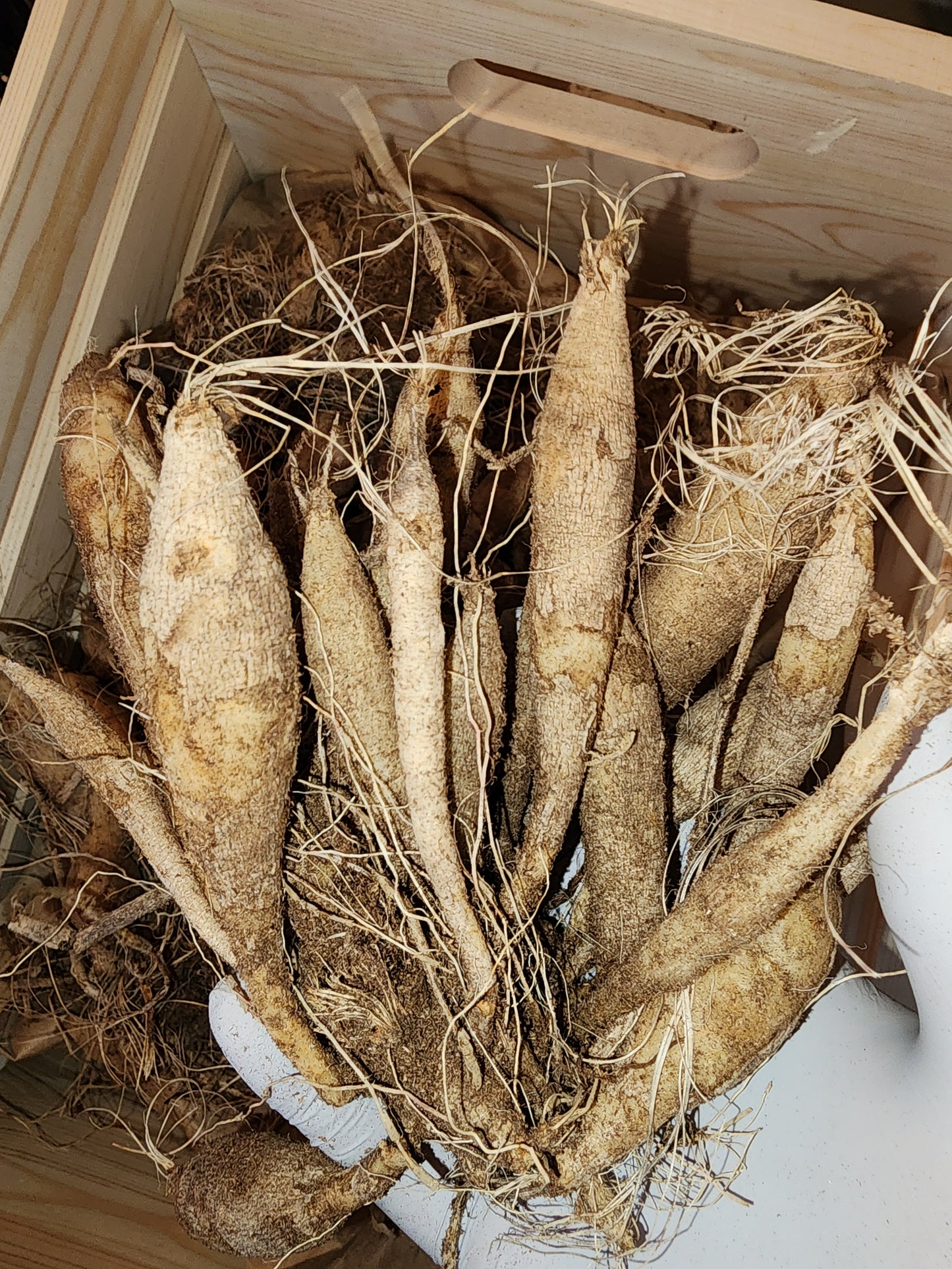 Dahlia Dutch Delight