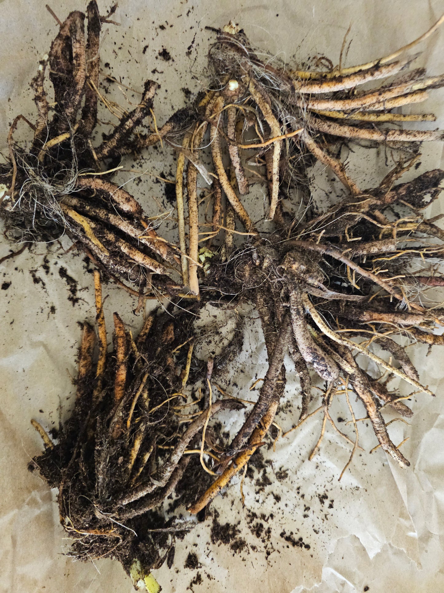 Daylily Lies & Lipstick