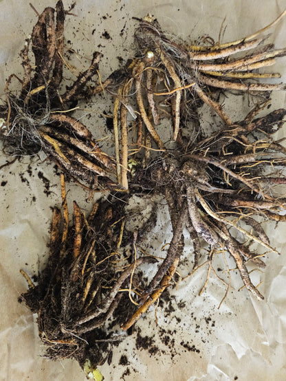 Daylily Lies & Lipstick