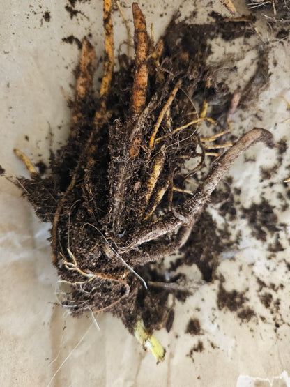 Daylily Lies & Lipstick