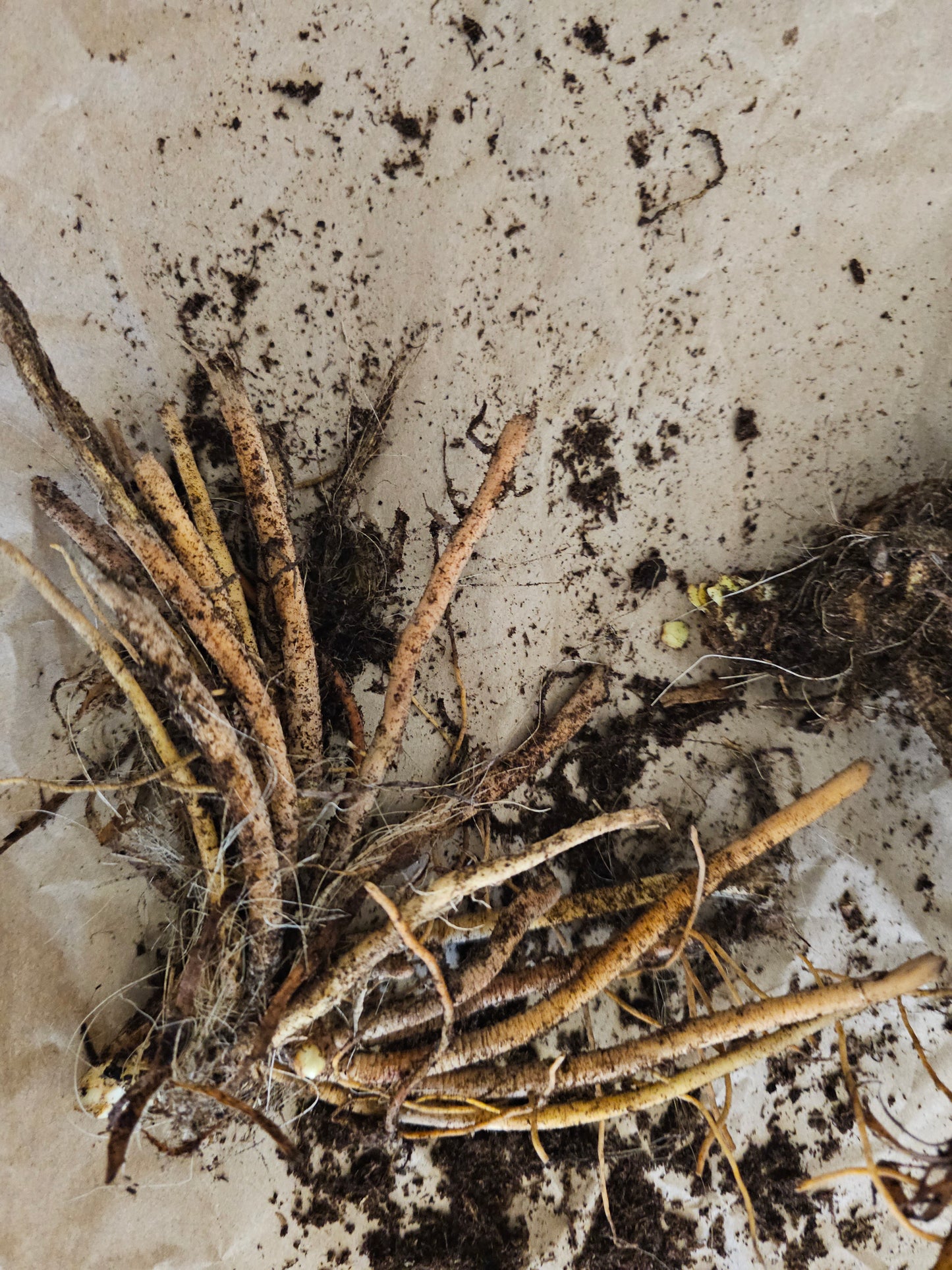 Daylily Lies & Lipstick