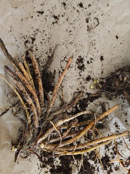 Daylily Lies & Lipstick