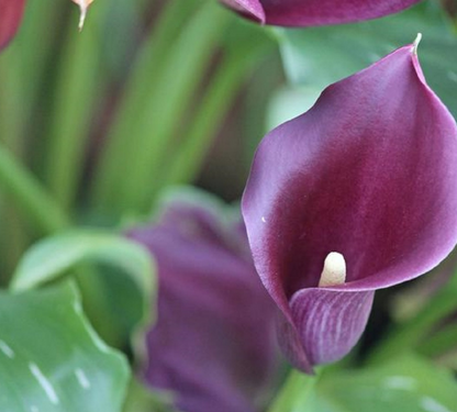 Calla Accent