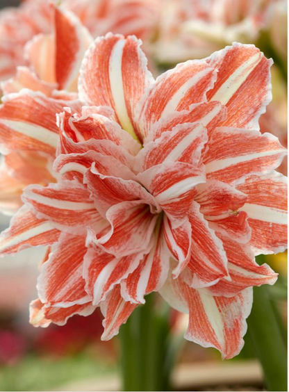 Amaryllis Dancing Queen