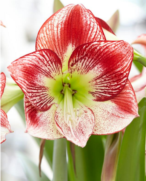 Amaryllis Flamenco Queen