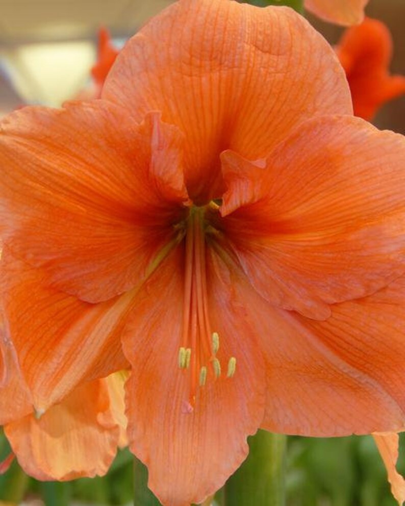 Amaryllis Rilona