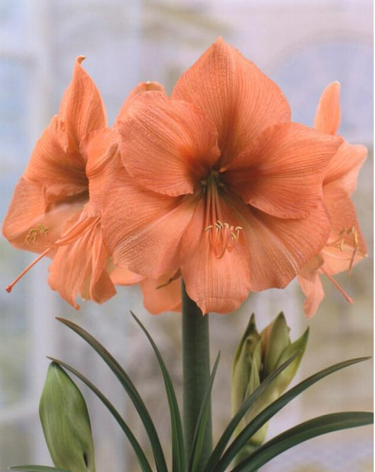 Amaryllis Rilona