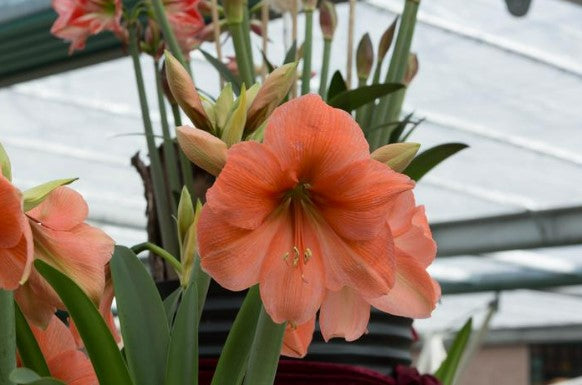 Amaryllis Rilona