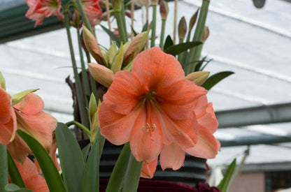 Amaryllis Rilona