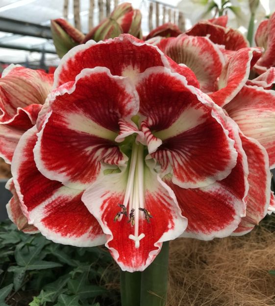 Amaryllis Samba