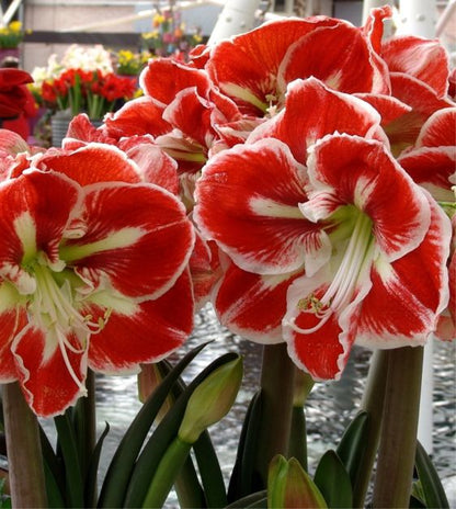 Amaryllis Samba