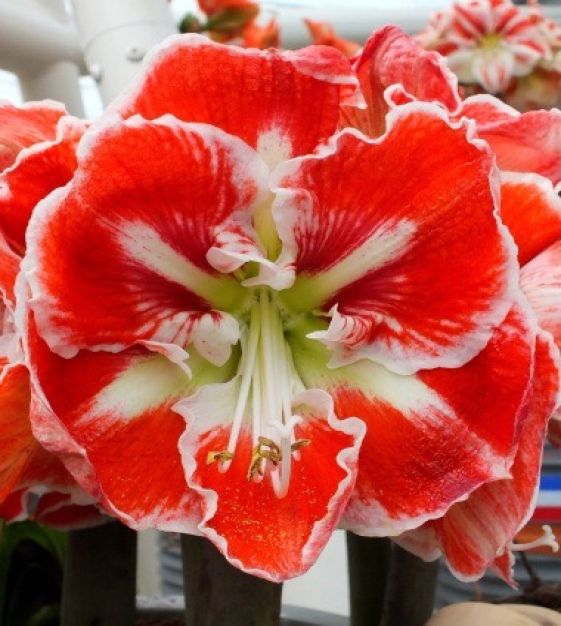 Amaryllis Samba
