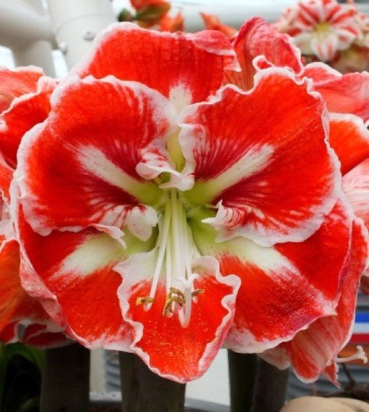 Amaryllis Samba