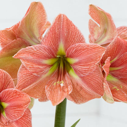 Amaryllis Terra Cotta Star