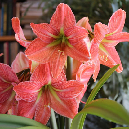 Amaryllis Terra Cotta Star
