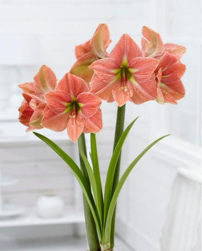 Amaryllis Terra Cotta Star