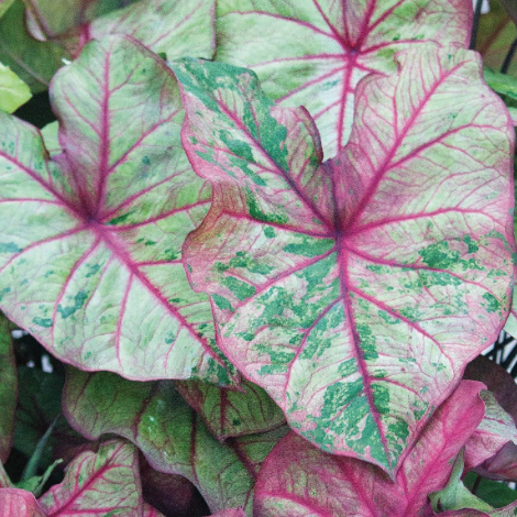 Caladium Autumn Beauty