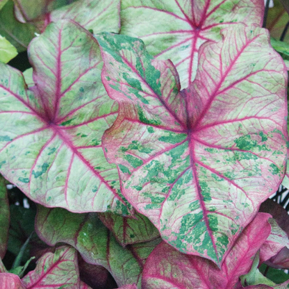 Caladium Autumn Beauty