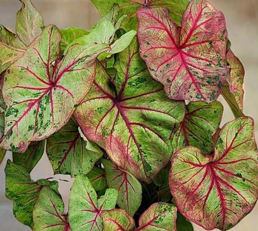 Caladium Autumn Beauty