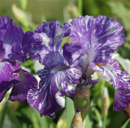 Bearded Iris Batik