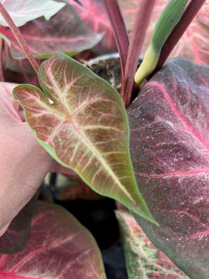 Caladium Berries N Burgundy