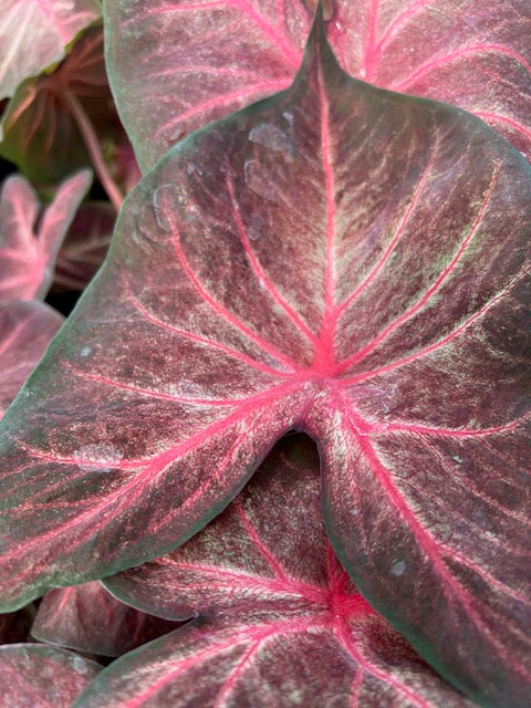 Caladium Berries N Burgundy