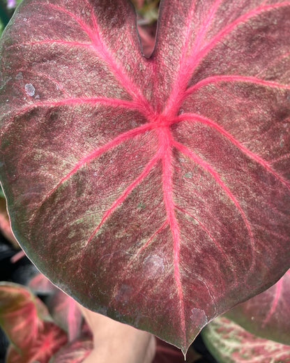 Caladium Berries N Burgundy