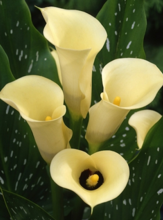 Calla Black Eyed Beauty
