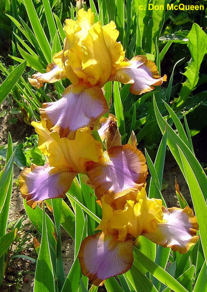 Bearded Iris Brown Lasso