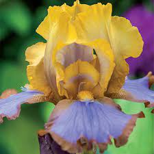 Bearded Iris Brown Lasso