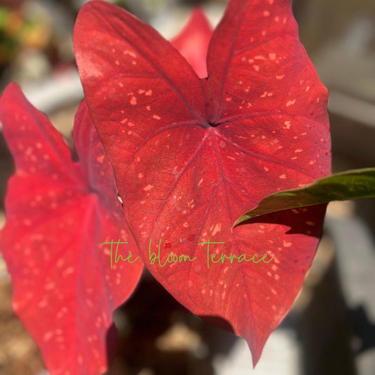 Caladium Burning Heart