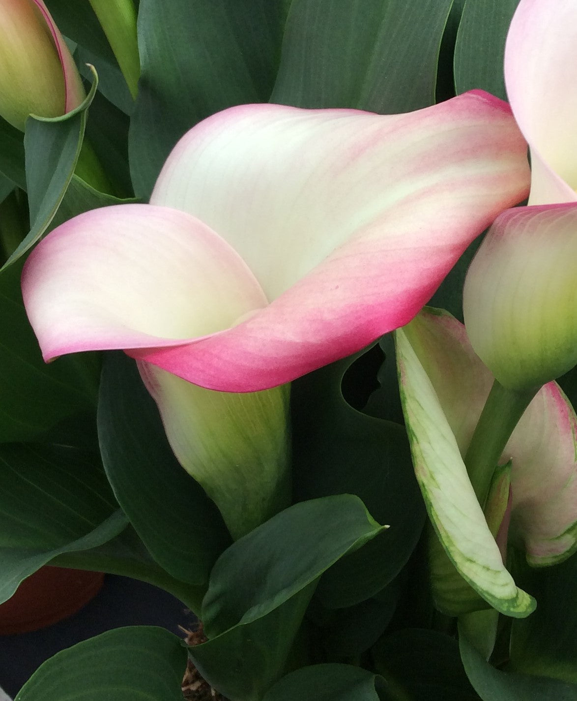 Calla French Kiss