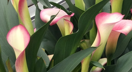 Calla French Kiss