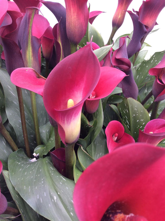 Calla Halifax