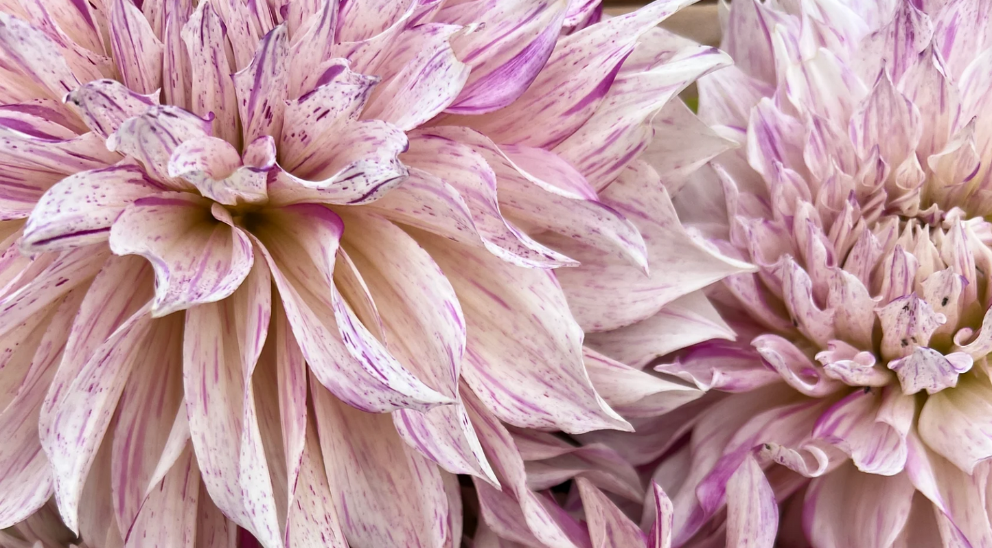 Dahlia Cafe Au Lait Twist