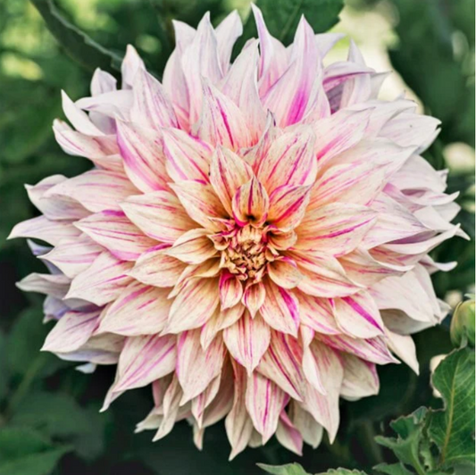 Dahlia Cafe Au Lait Twist