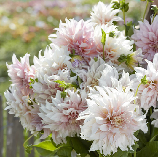Dahlia Café au Lait