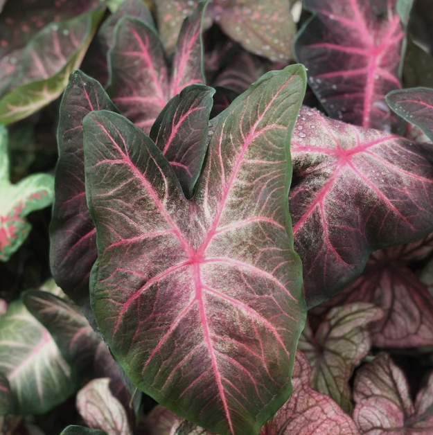 Caladium Berries N Burgundy