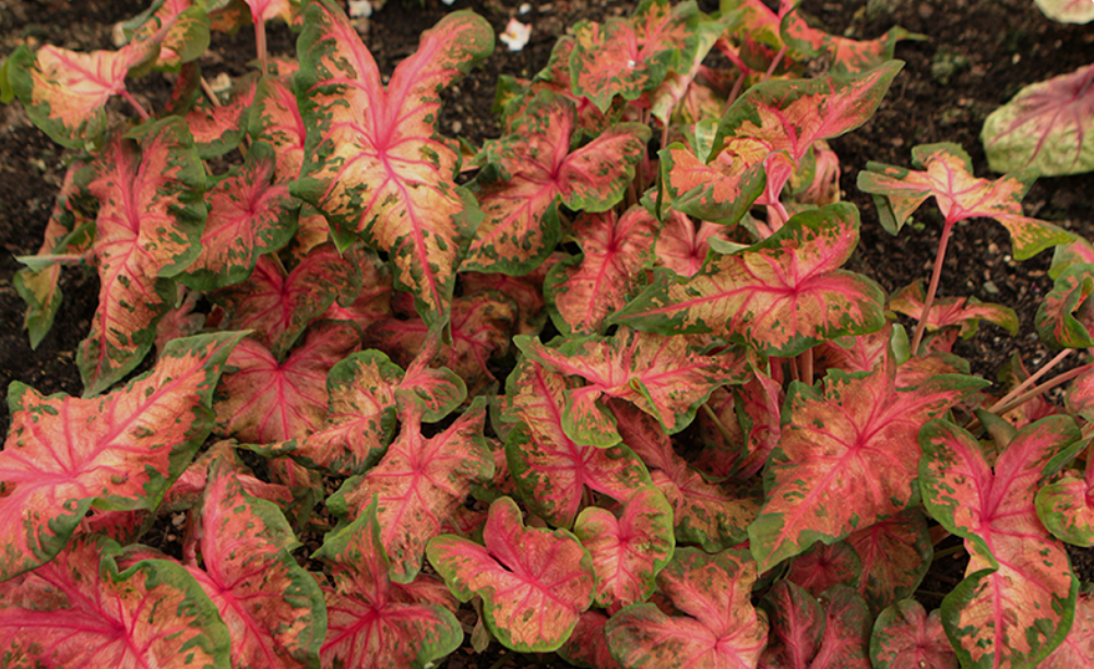 Caladium Clowning Around