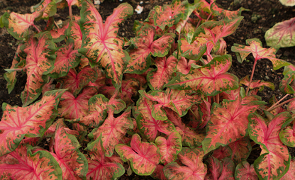Caladium Clowning Around