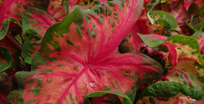 Caladium Clowning Around