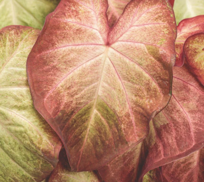 Caladium Creme Brulee