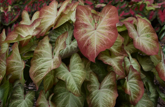 Caladium Creme Brulee