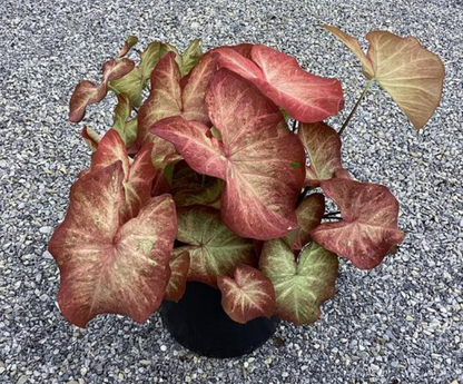 Caladium Creme Brulee