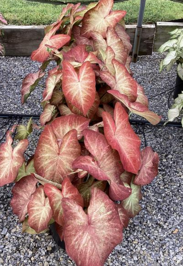 Caladium Creme Brulee