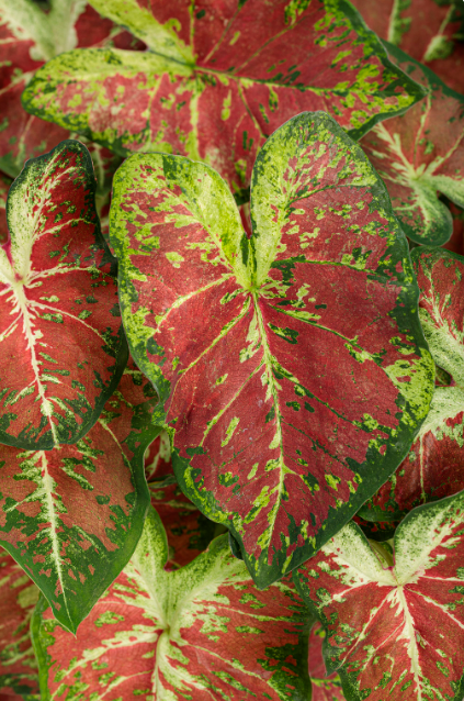 Caladium Dawn to Dusk
