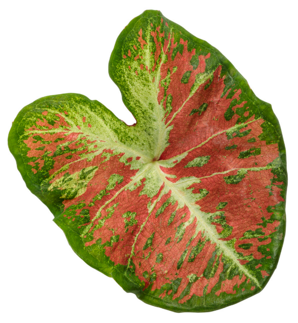 Caladium Dawn to Dusk