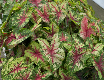 Caladium Flatter Me